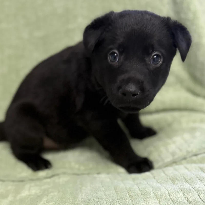 A baby medium-sized male Black Labrador Retriever dog named Rigatoni for adoption in St. Peters, MO