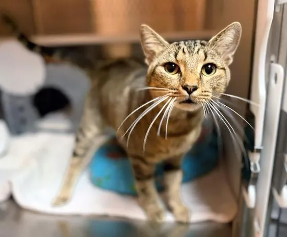An adult medium-sized male Tabby (Brown / Chocolate) Domestic Short Hair cat named A for adoption in Nashville, TN