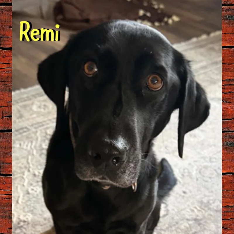 An adult medium-sized female Labrador Retriever dog named Remi for adoption in Red Lodge, MT