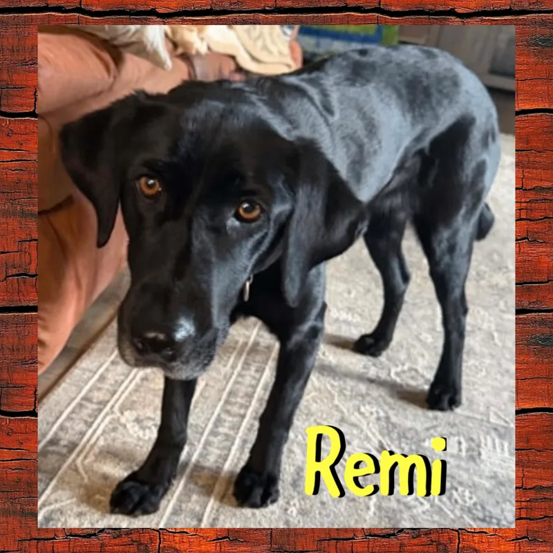 Remi thumbnail 2