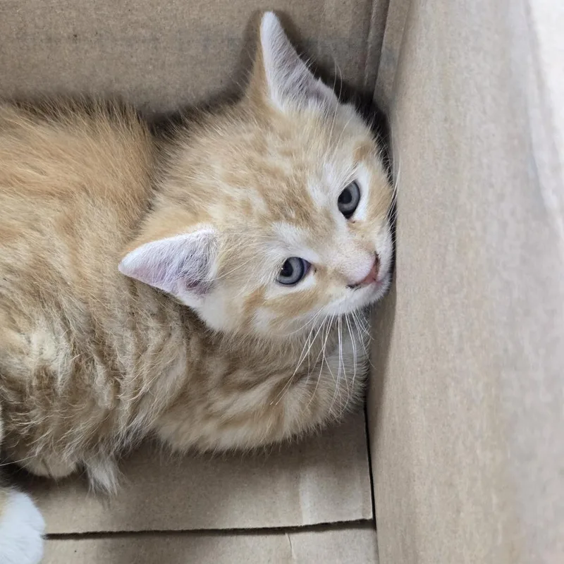A baby small-sized male Orange / Red Domestic Short Hair cat named Orchid for adoption in Newark, NJ