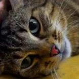 An adult small-sized male Domestic Short Hair cat named Floppsy for adoption in Santa Fe, TX