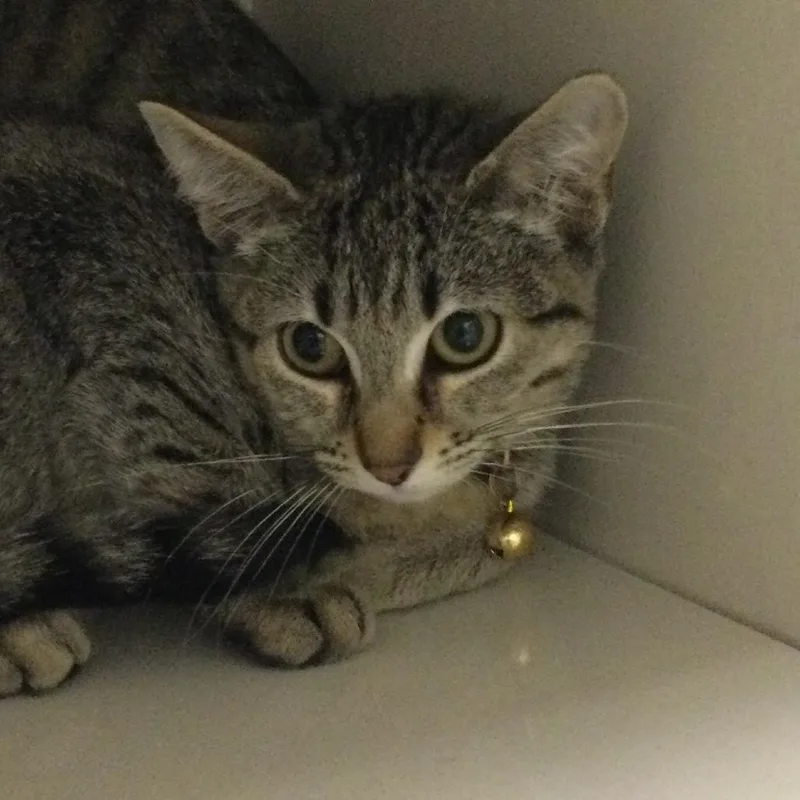 A baby small-sized female Brown / Chocolate Domestic Short Hair cat named La Hormiga for adoption in Redwood City, CA