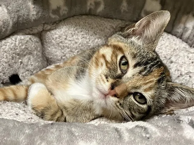 A baby small-sized female Domestic Short Hair cat named June Lee for adoption in Tustin, CA
