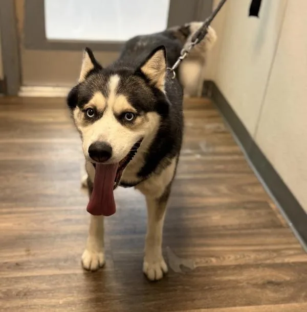 An adult medium-sized male Siberian Husky dog named Zeus for adoption in San Diego, CA