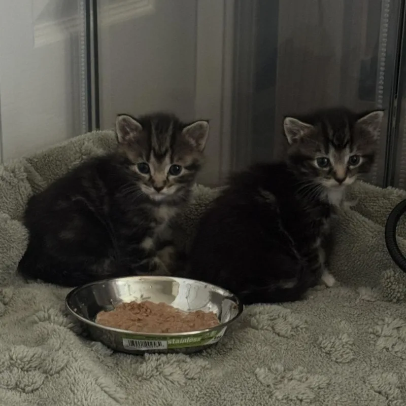 A baby medium-sized female Tabby (Brown / Chocolate) Domestic Short Hair cat named Bootsy for adoption in Rochester Hills, MI