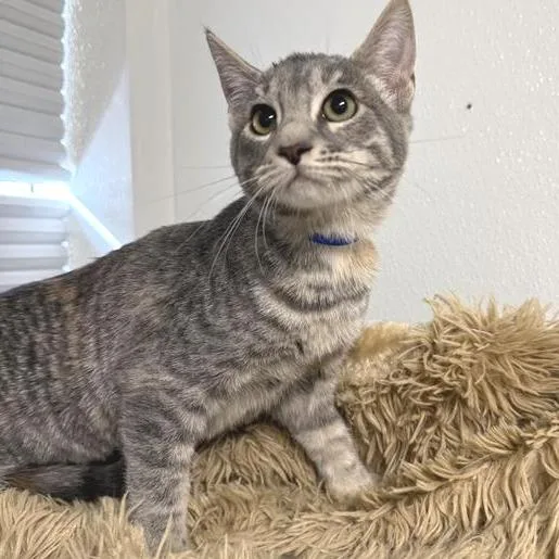 A baby small-sized female Gray / Blue / Silver American Shorthair cat named Pecan for adoption in Mount Shasta, CA