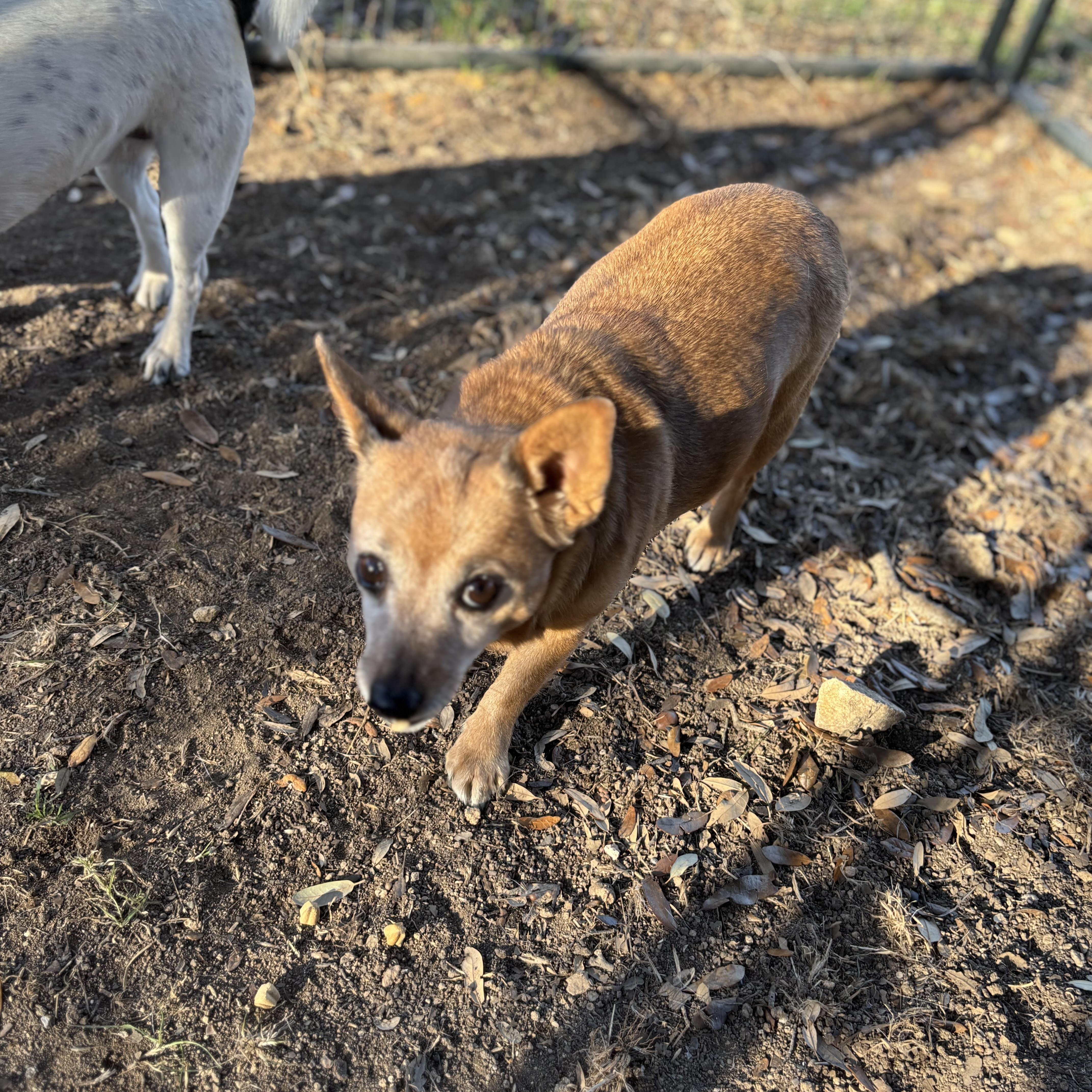 An adult small-sized female Chihuahua dog named Ruby for adoption in Blanco, TX