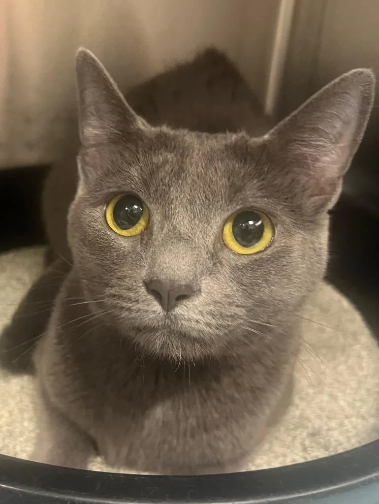 A baby medium-sized female Domestic Short Hair cat named Olay  Ac  for adoption in Greeneville, TN