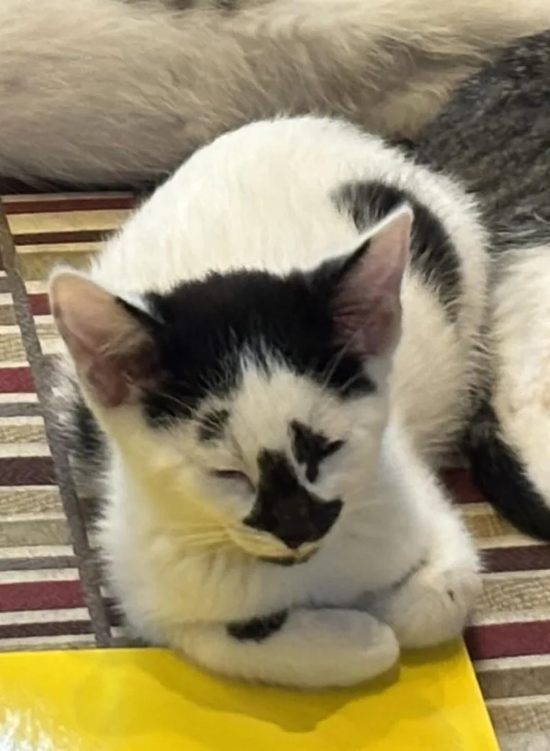 Simon