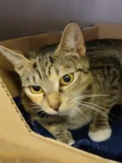 An adult large-sized female Domestic Short Hair cat named Tooba for adoption in Washington, DC