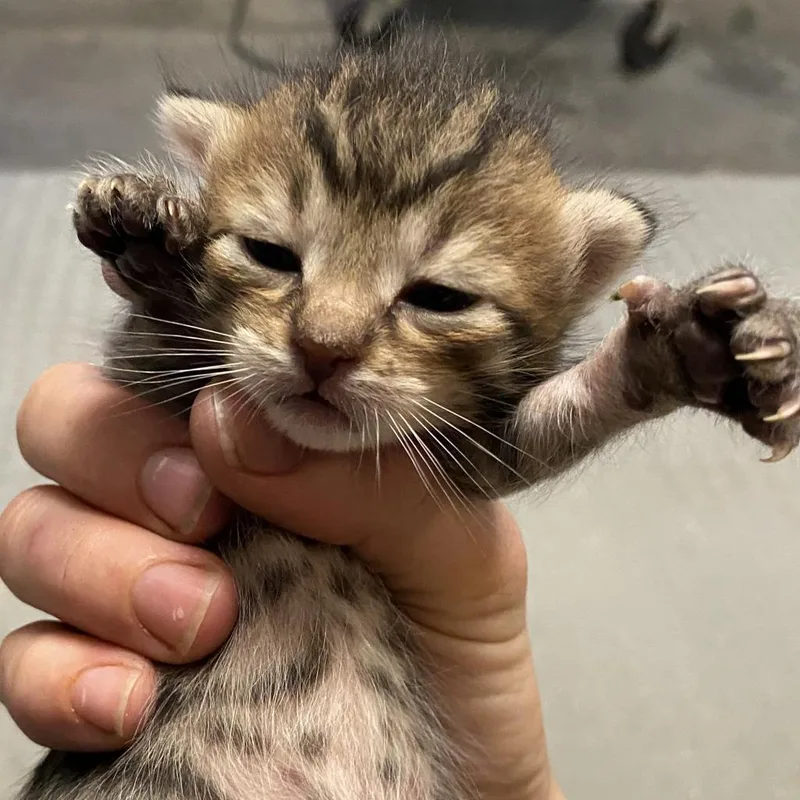 Pinecone thumbnail 2