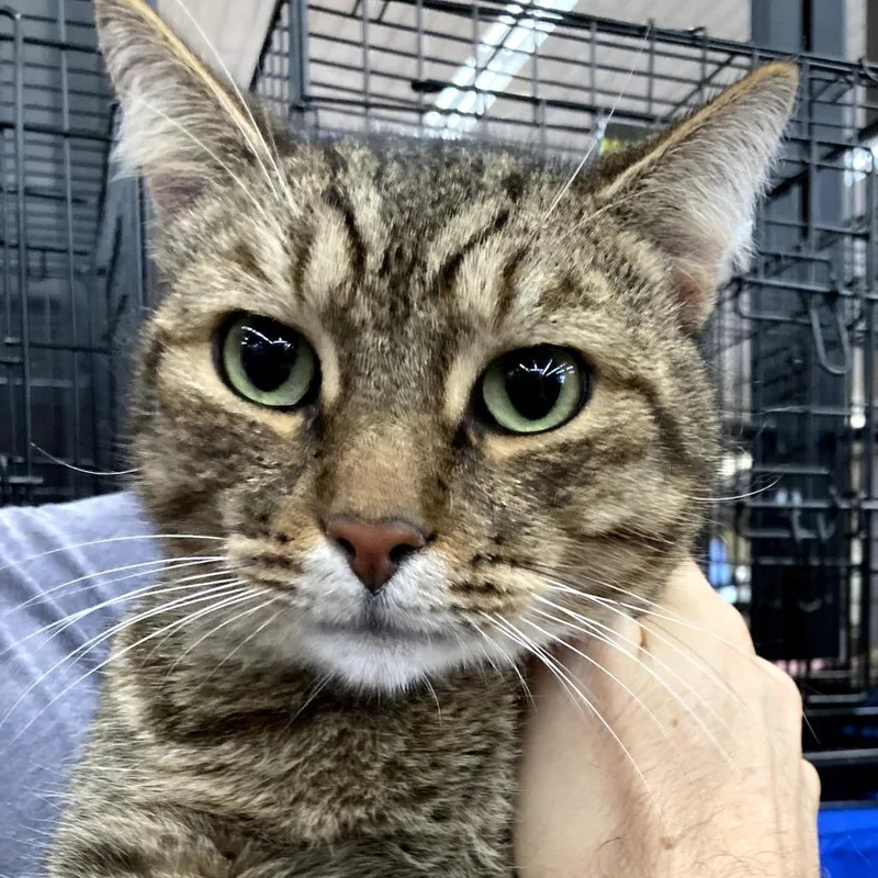 Pinecone thumbnail 3