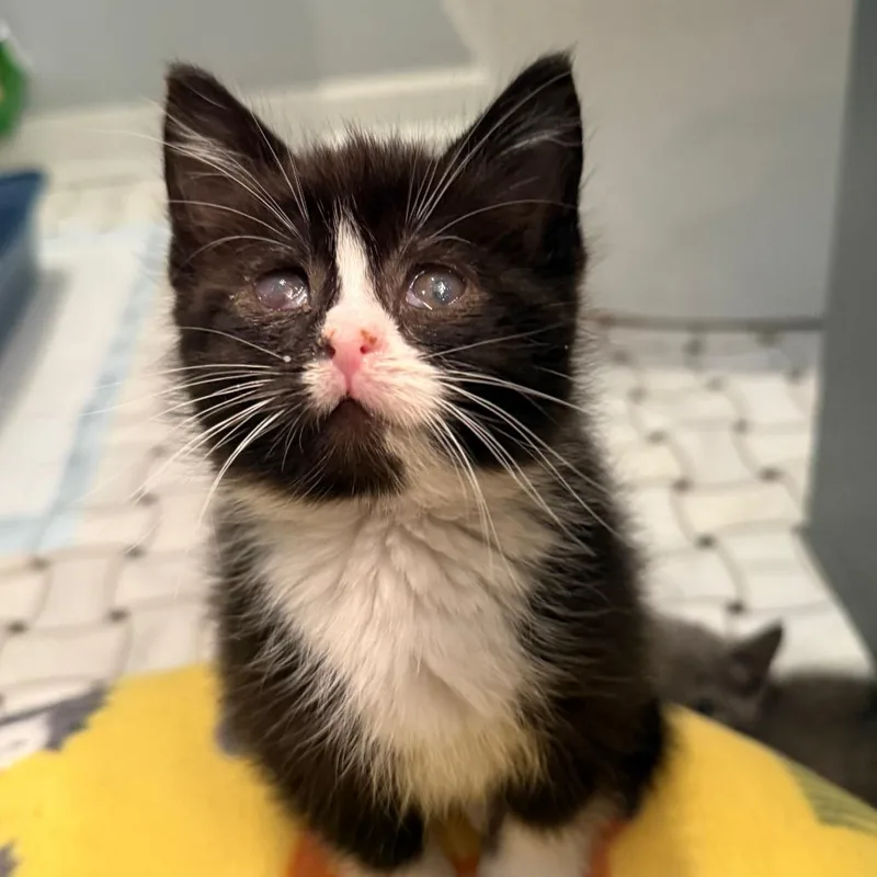 A baby small-sized female Black Domestic Short Hair cat named Cheese for adoption in Waukesha, WI