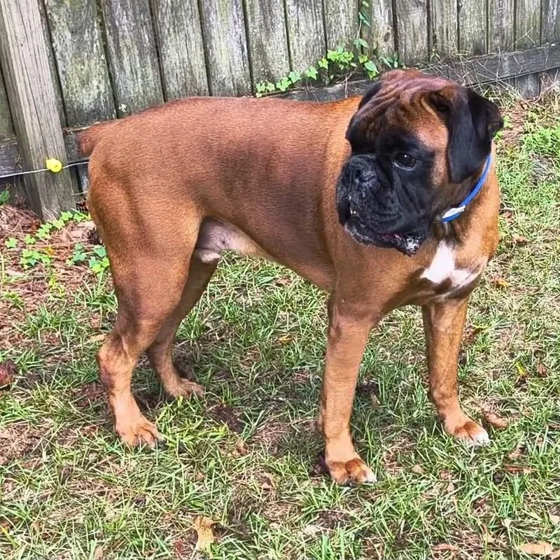 An adult large-sized male Boxer dog named Preston for adoption in Tallahassee, FL