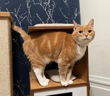 A senior medium-sized male Orange & White Domestic Short Hair cat named Malkin for adoption in San Francisco, CA