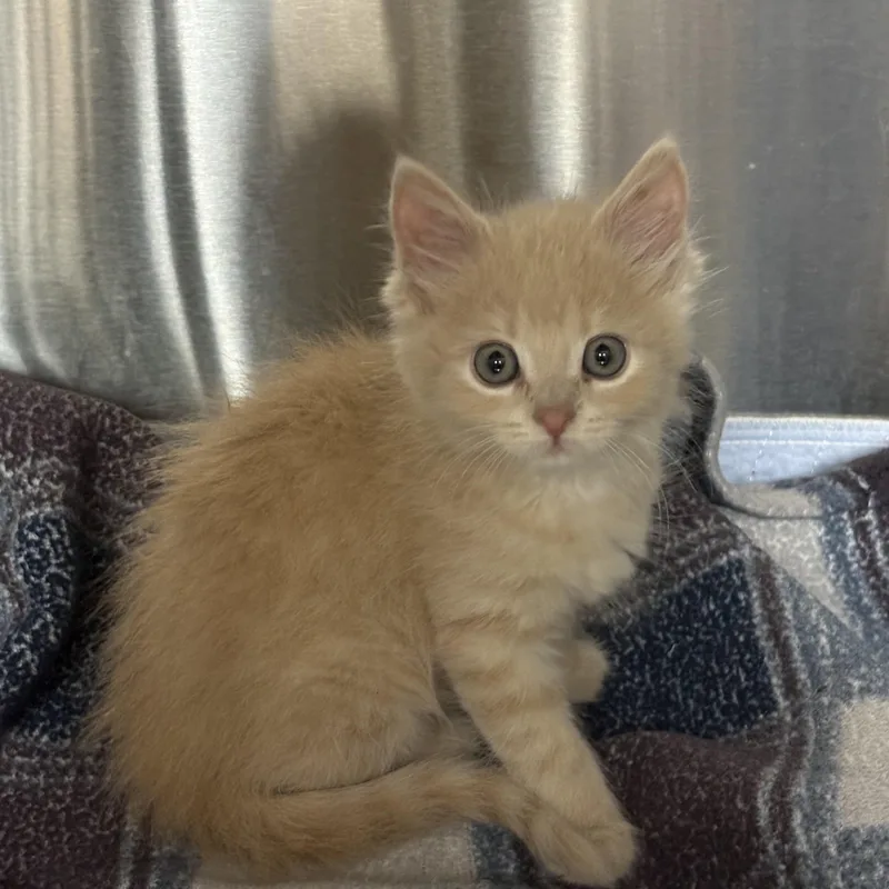 A baby medium-sized female Buff / Tan / Fawn Domestic Medium Hair cat named Dorito Cross Post for adoption in Tomah, WI