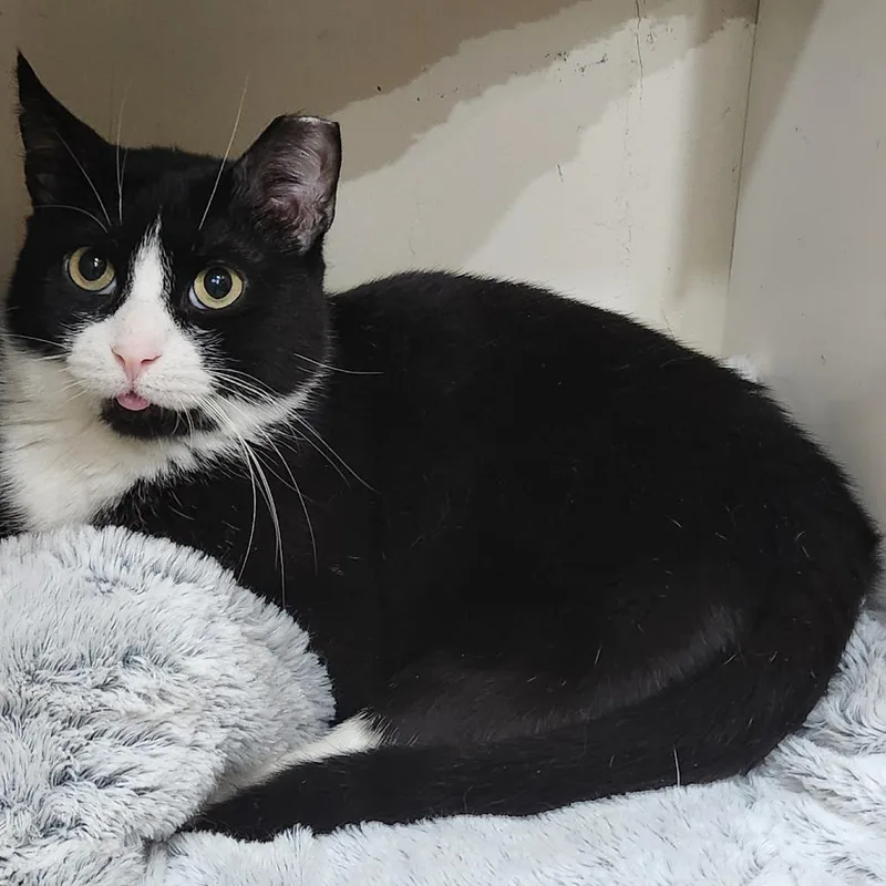 An adult medium-sized male Black Domestic Short Hair cat named Donny for adoption in Middle Village, NY