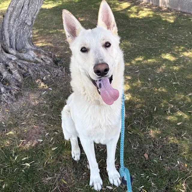 A young large-sized male German Shepherd Dog dog named Monterey for adoption in Mesa, AZ