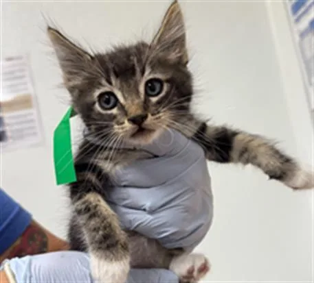 A baby small-sized female Domestic Short Hair cat named Mittens for adoption in Camarillo, CA