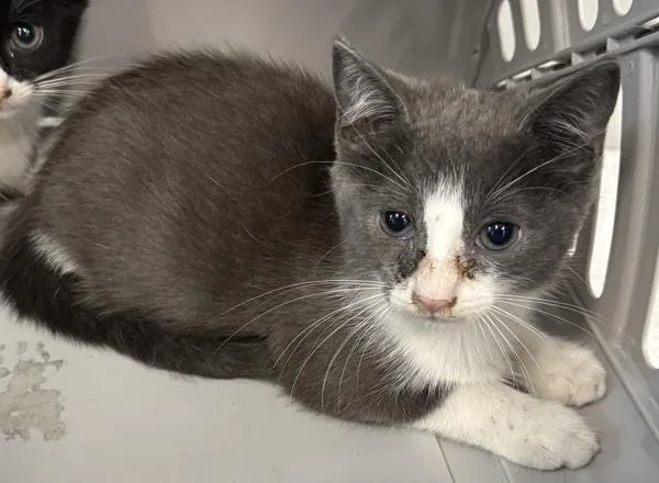 A baby small-sized female Domestic Short Hair cat named Sf Margo for adoption in Lawrenceville, GA