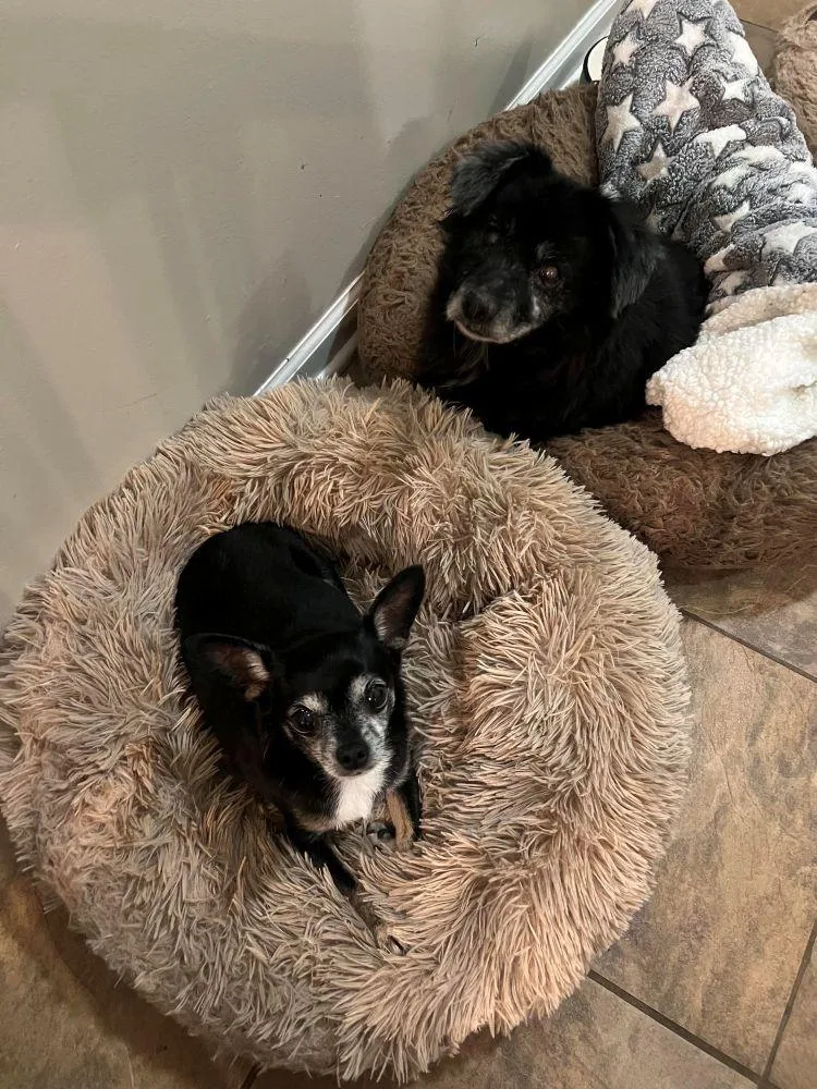 A senior small-sized female Pomeranian dog named Sunflower for adoption in Barrington, IL