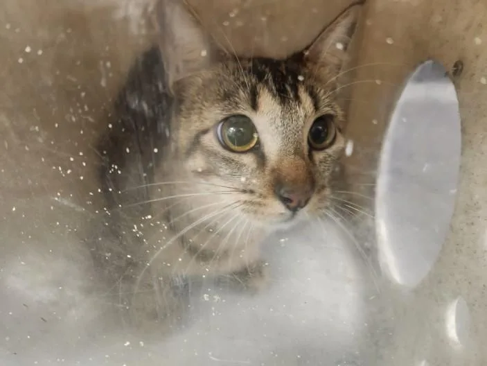 A young medium-sized female Domestic Short Hair cat named Koi for adoption in Los Angeles, CA