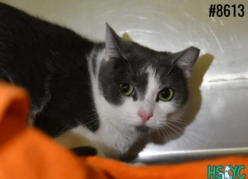 A young medium-sized female Domestic Short Hair cat named Villa Blanca for adoption in Fort Mill, SC