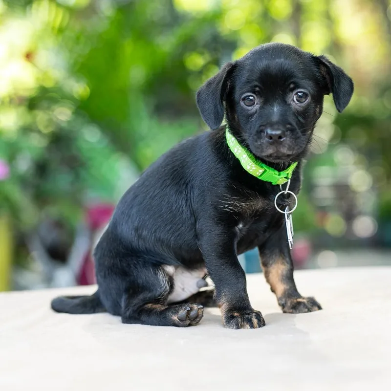 A baby small-sized male Black Chihuahua dog named Blackjack for adoption in Wake Forest, NC