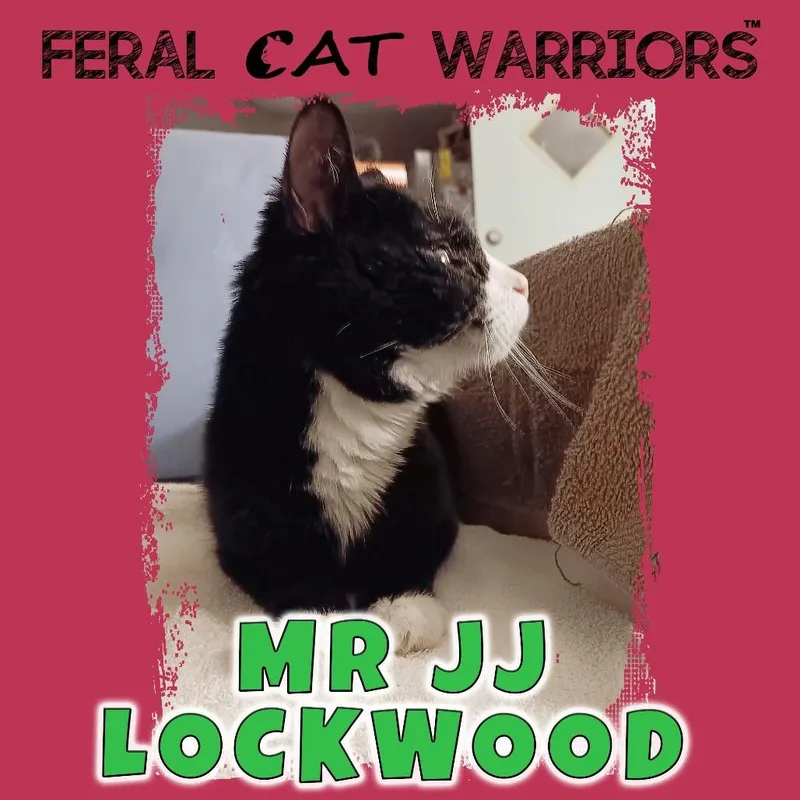 A senior medium-sized male Black Domestic Short Hair cat named Mr. J.j. Lockwood for adoption in Kingman, AZ