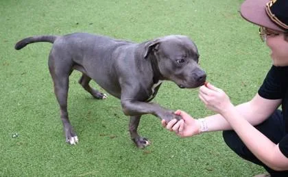 An adult large-sized male Mixed Breed dog named King Kong for adoption in Athens, GA