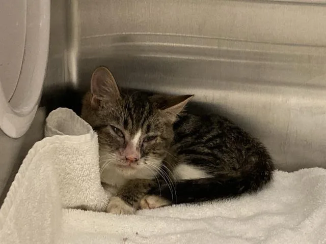 A baby small-sized female Domestic Short Hair cat named Kerry for adoption in Tustin, CA