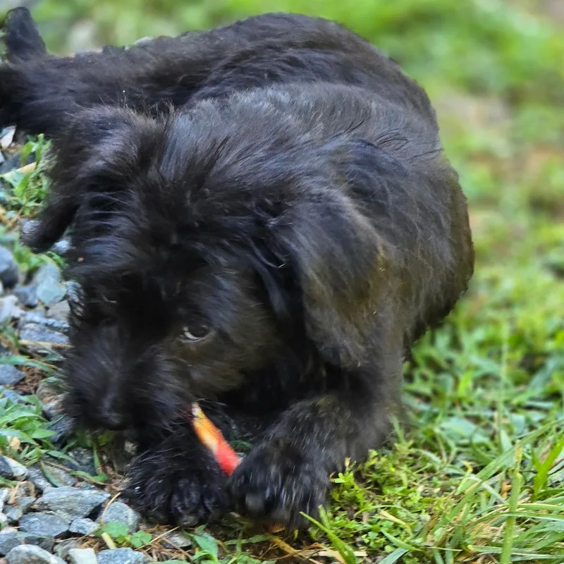Patty P Litter thumbnail 3