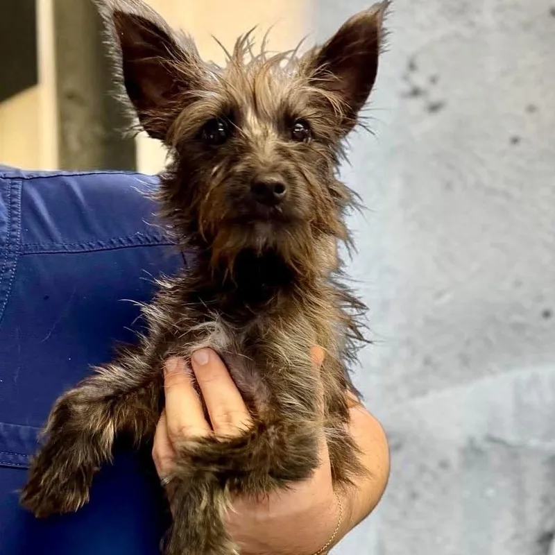A baby small-sized female Yorkshire Terrier dog named Maria for adoption in Semmes, AL
