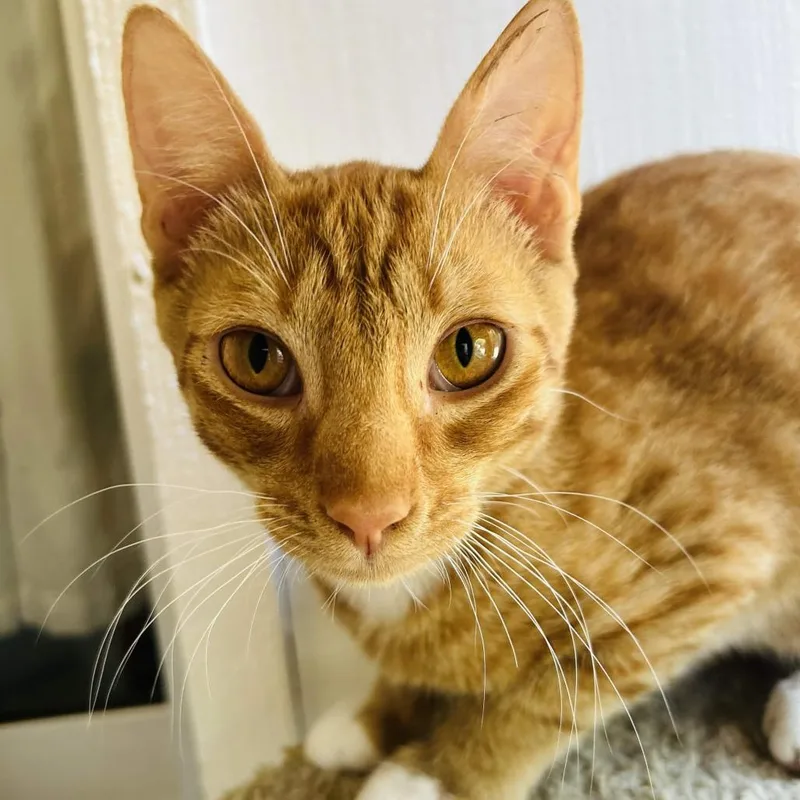 A young medium-sized male Orange / Red Domestic Short Hair cat named Punkin for adoption in San Diego, CA
