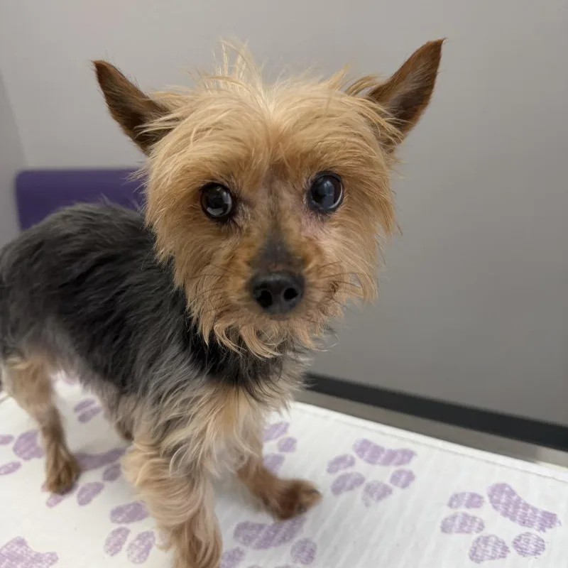 A senior small-sized female Terrier dog named Hazel for adoption in Phoenix, MD