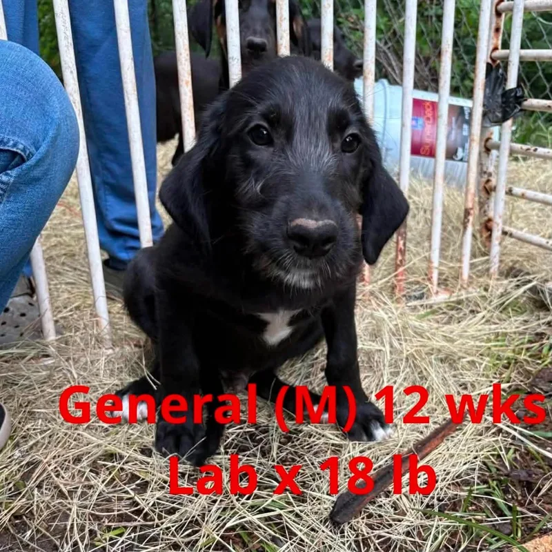 A young large-sized male Labrador Retriever dog named General for adoption in Pomfret Center, CT
