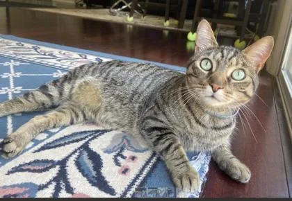 An adult small-sized male Domestic Short Hair cat named Butter for adoption in Fairfax, VA