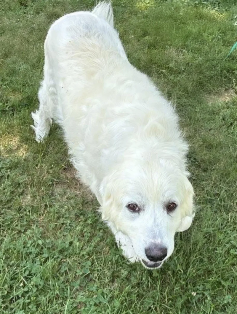 An adult large-sized female Great Pyrenees dog named Pyra for adoption in Croydon, NH