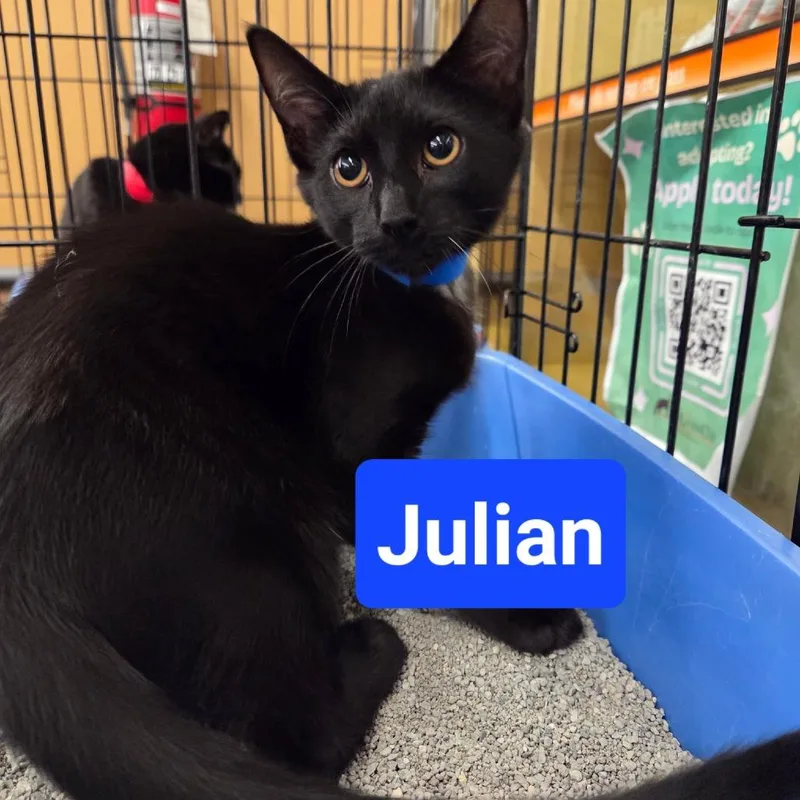 A baby small-sized male Black Domestic Short Hair cat named Julian for adoption in Hamburg, NY