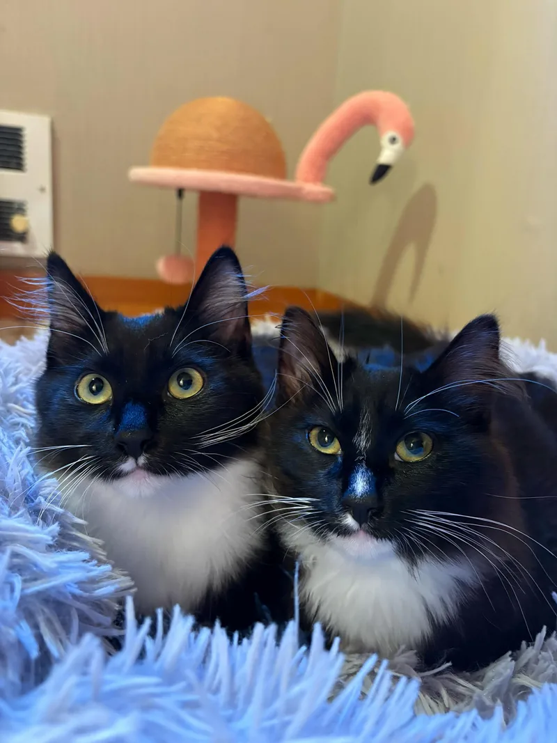 A young large-sized male Domestic Long Hair cat named Tinsel and Mistletoe for adoption in Seattle, WA