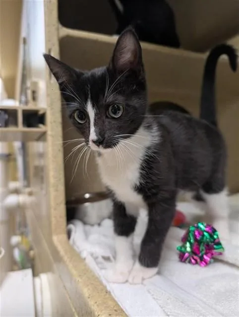 A baby small-sized female Domestic Short Hair cat named Lucille for adoption in Sacramento, CA