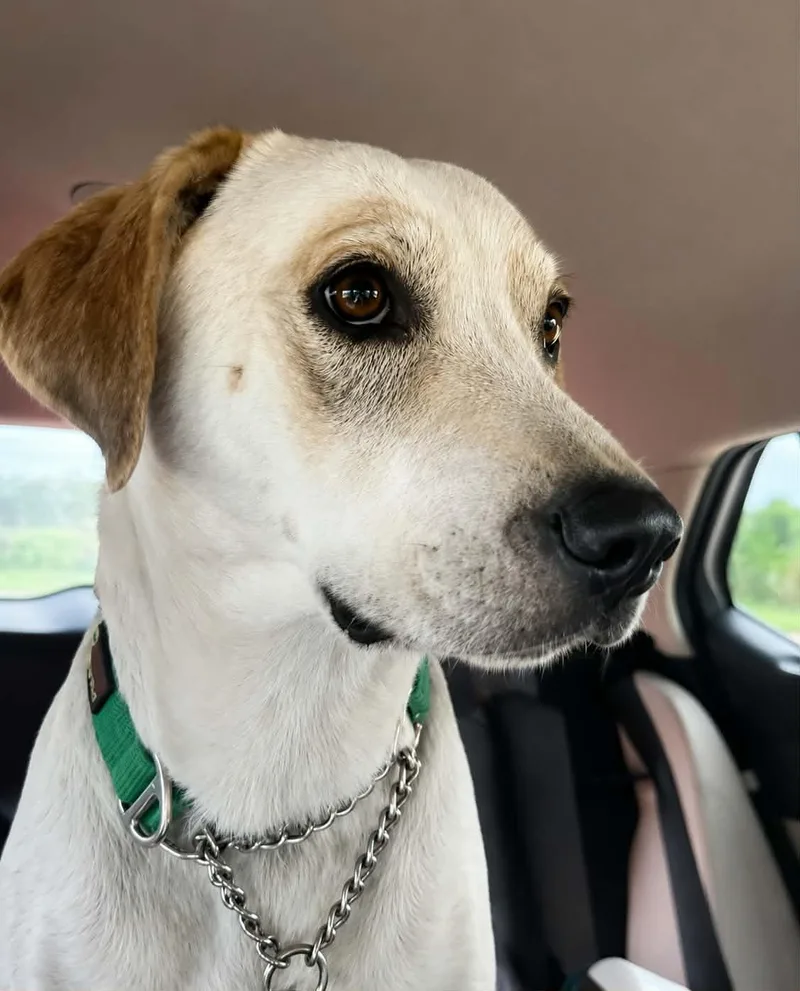 Roscoe thumbnail 2