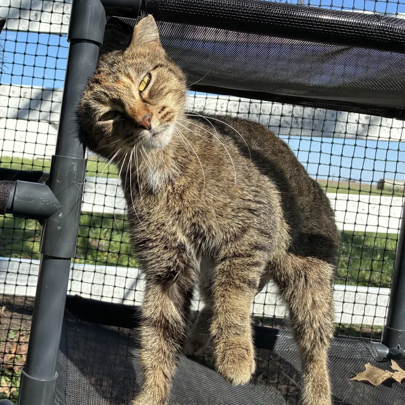 An adult medium-sized female Tabby (Brown / Chocolate) Domestic Short Hair cat named Zillow for adoption in Ashland, IL