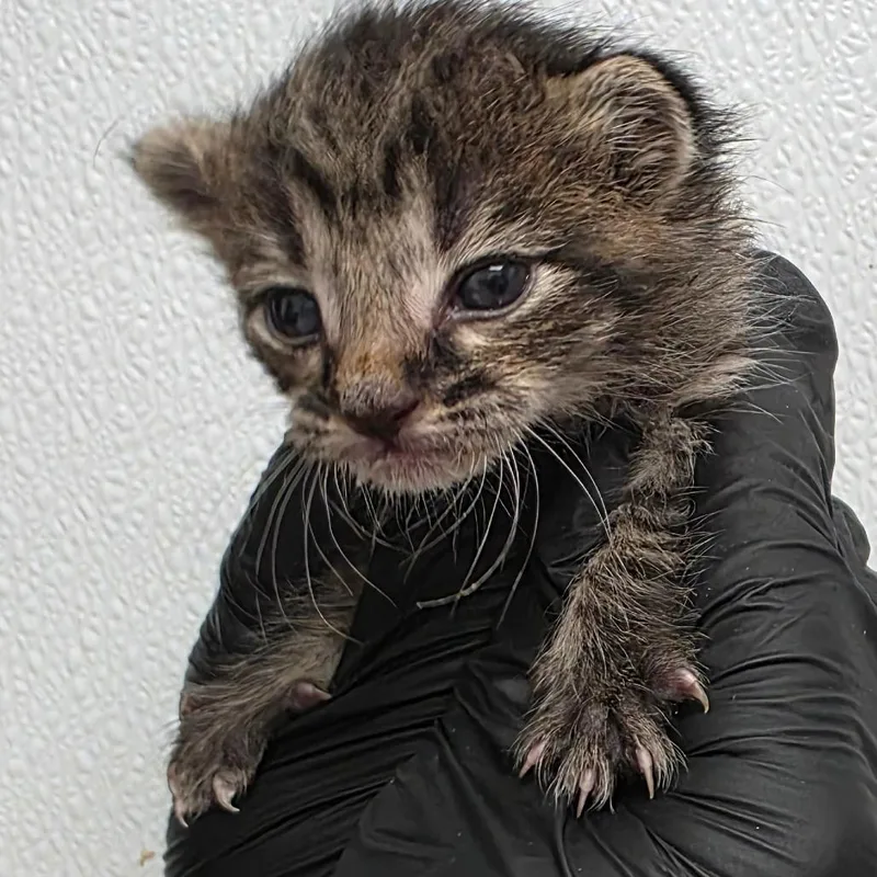 A baby small-sized male Brown / Chocolate Domestic Short Hair cat named Bourbon for adoption in Abilene, TX