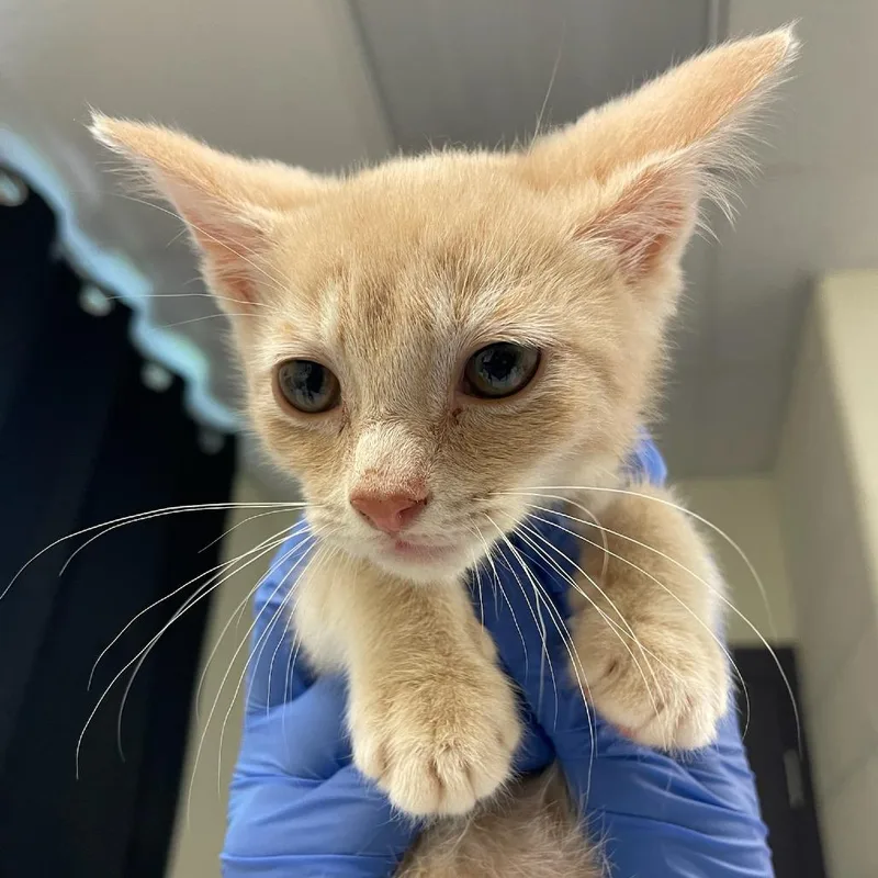 A baby small-sized male Buff / Tan / Fawn Domestic Short Hair cat named Garlic Bread for adoption in Charlottesville, VA