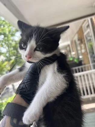A baby small-sized male Domestic Short Hair cat named Tunlung for adoption in West Chester, PA