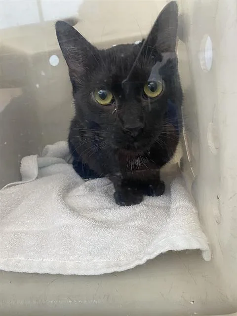 A young medium-sized female Domestic Short Hair cat named Luna for adoption in Dallas, TX