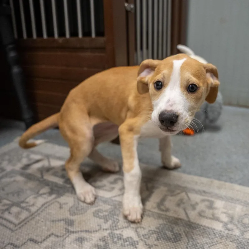 A baby medium-sized female Labrador Retriever dog named Sophia for adoption in Pawling, NY