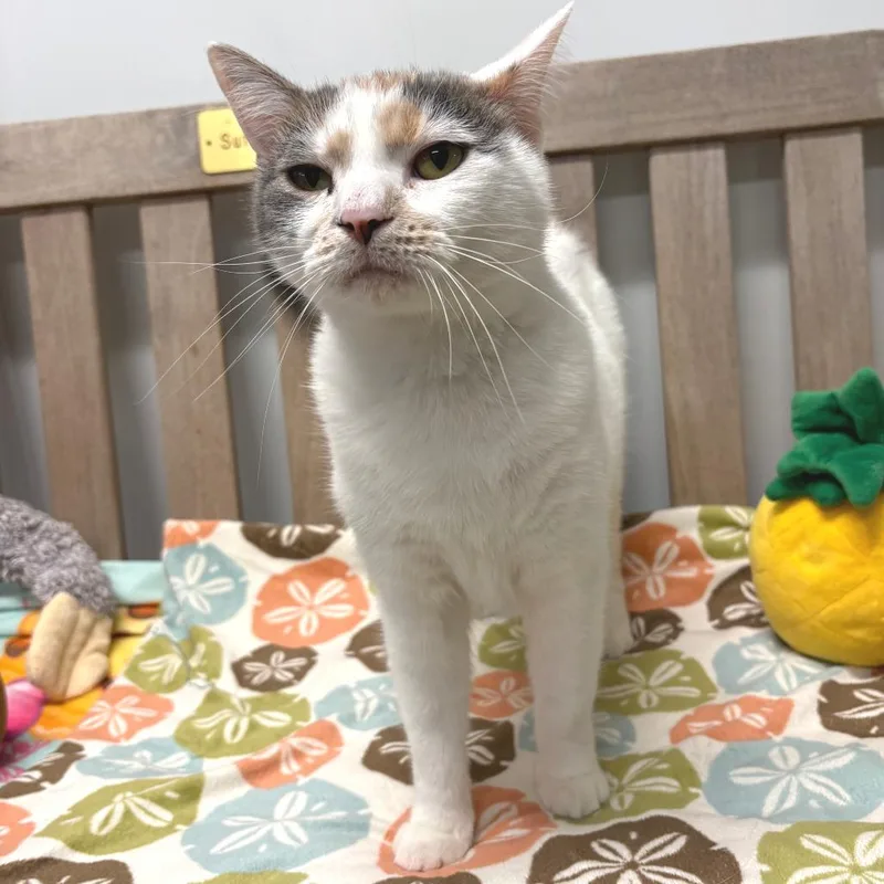 An adult medium-sized female Calico Domestic Short Hair cat named Malibu Bay Breeze for adoption in East Hampton, NY